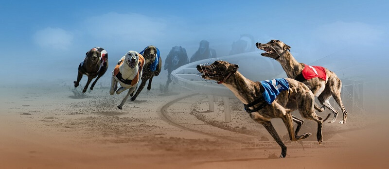 Graphics from virtual dog racing