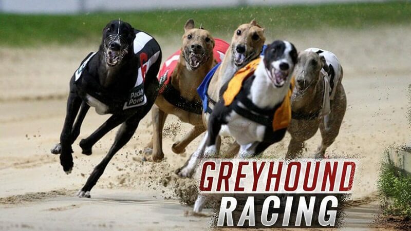 How to Bet on Virtual Dog Racing Online