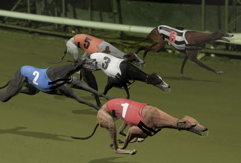 Betting rules for Virtual Dog Racing